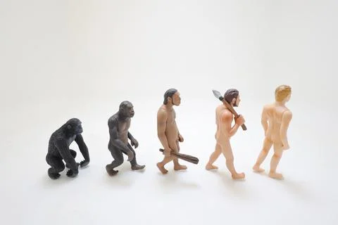 A Human evolution ape, caveman, modern man, future man Stock Photos
