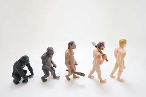 A Human evolution ape, caveman, modern man, future man Stock Photos