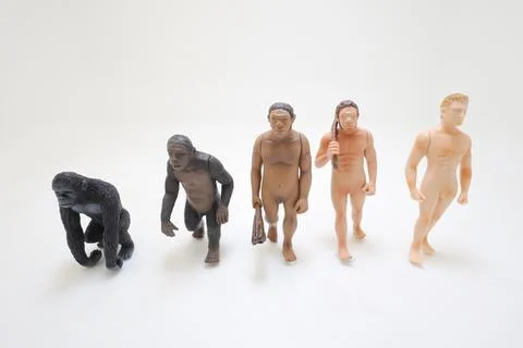 A Human evolution ape, caveman, modern man, future man Stock Photos