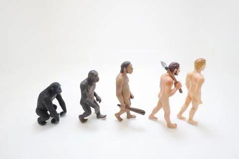 A Human evolution ape, caveman, modern man, future man Stock Photos