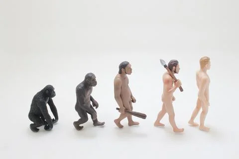 A Human evolution ape, caveman, modern man, future man Stock Photos