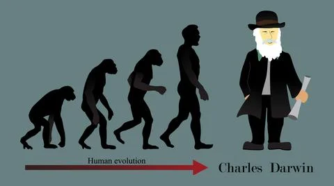 Human evolution is the evolutionary process within the history of primates Ilustración de archivo
