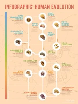 Human evolution infographic. 스톡 일러스트