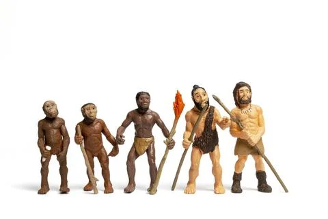 Human Evolution . Man Evolution Historical Monkey, Neanderthal, Homo Sapiens, Stock Photos