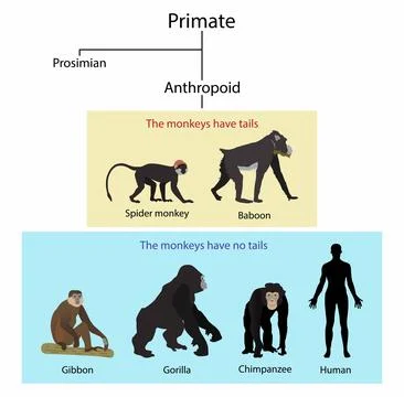 Human evolution, Monkeys and apes are different Illustrazione stock