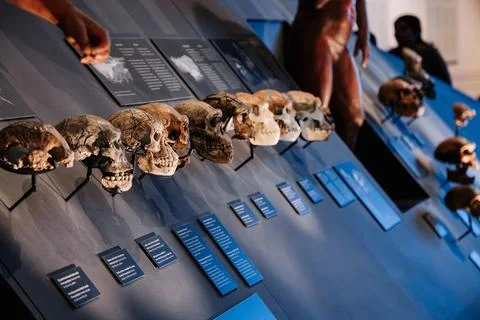 Human evolution skulls on museum display. Scientific exhibit showing ancestral Stock-Fotos