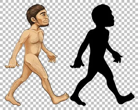 Human evolution transparent background Illustrazione stock