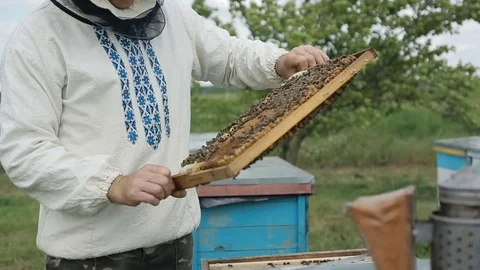 Human Examine A Hive Of Bees Video stock 76380545