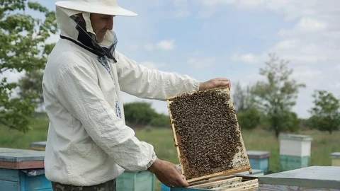 Human Examine A Hive Of Bees Video stock 76915505