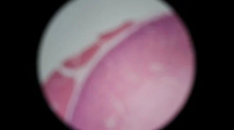 Human Excretory System 2 Stock Footage 6531455