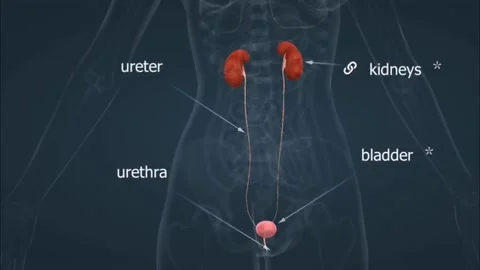 Human excretory system Stock Footage 264778096