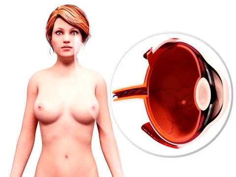Human eye anatomy, artwork Stock Illustration