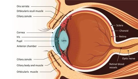 Human eye anatomy. Educational material Stock Illustration