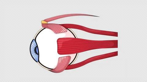 Human eye anatomy with extraocular muscles cartoon animation Stock Footage 321548246