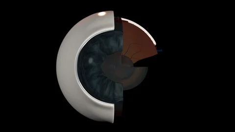 Human Eye Anatomy Video stock 129878704