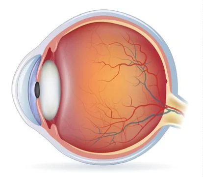 Human eye anatomy Stock Illustration