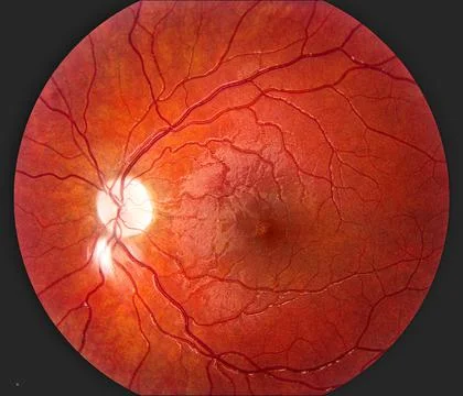 Human Eye Anatomy Stock Photos