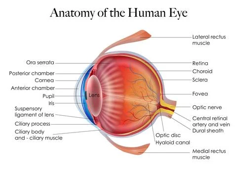 Human eye anatomy structure Stock Illustration