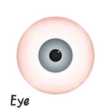Human Eye Anatomy Vector Illustration on White Background Stock Illustration