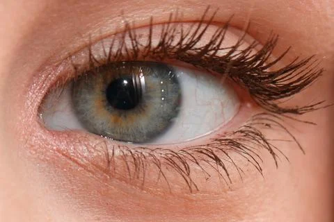Human eye close-up, gray iris, long lashes, natural skin tone Stock Photos
