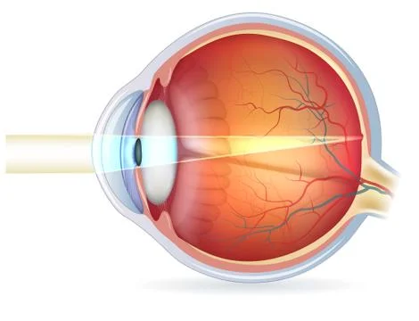 Human eye cross section, normal vision Stock Illustration
