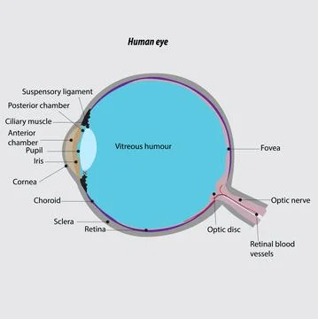Human eye cross section vector drawing. Parts of the human eye. eye anatomy. Illustrazione stock