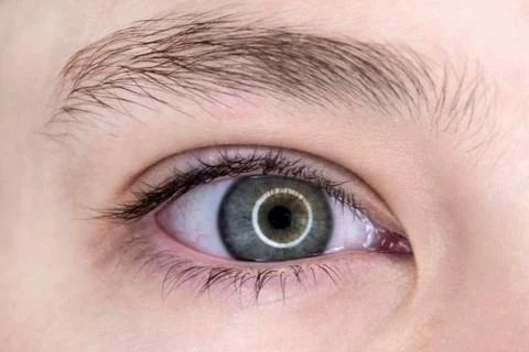 A human eye is gray-blue with a reflection of a light ring in the pupil. Stock Photos
