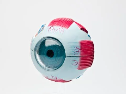 Human eye Stock Illustration
