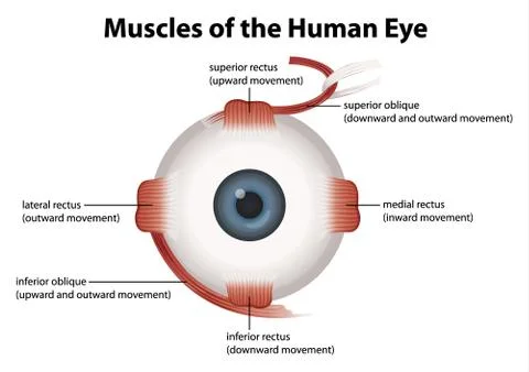 Human eye Stock Illustration
