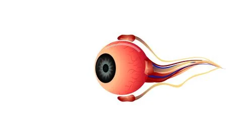 Human eye Stock Illustration