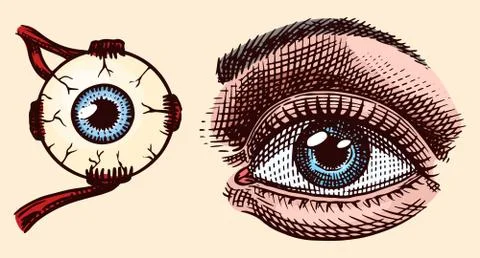 The human eye of the left side of the face. White sclera with blood vessels Stock Illustration