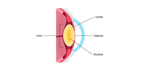 Human eye lens Stock Illustration