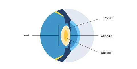 Human eye lens 스톡 일러스트