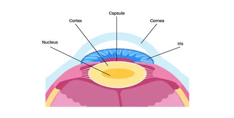 Human eye lens Stock Illustration