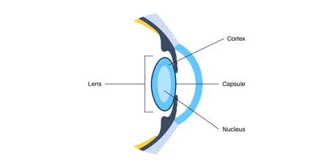 Human eye lens 스톡 일러스트