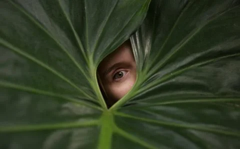 Human eye in the middle of a green leaf. Close-up beautiful eye 스톡 사진