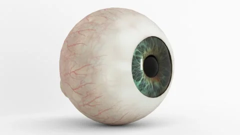 Human eye section Stock Footage 321753555