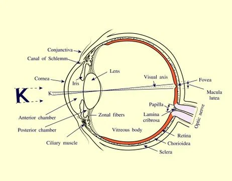 Human Eye structure Stock Illustration
