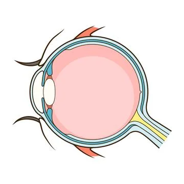 Human eye structure scheme vector Stock Illustration