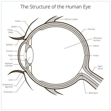 Human eye structure scheme vector Stock Illustration