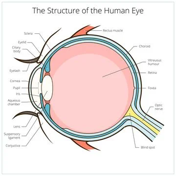 Human eye structure scheme vector Stock Illustration