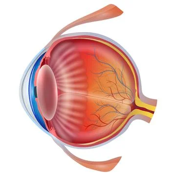 Human eye structure on white background Stock Illustration