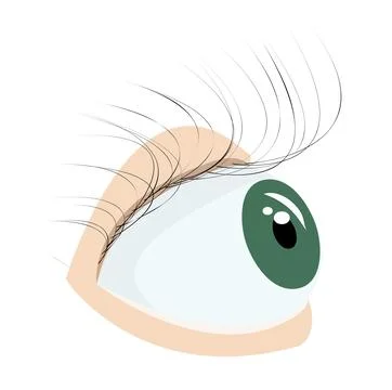 Human eye. Vector illustration isolated on white background. Stock Illustration
