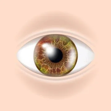 Human Eye Vector. Visual Examination. Body Check. Realistic Anatomy Illustration Stock Illustration