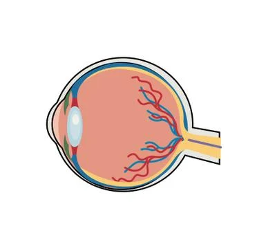 Human eye on white Stock Illustration