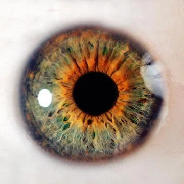 Human eye with wonderfull iris texture. Macro shooting Stock Photos