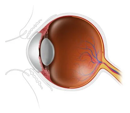 Human eyeball Stock Illustration