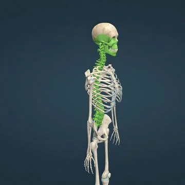 Human face, neck and spinal cord skeleton Stock Illustration