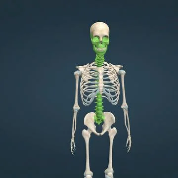 Human face, neck and spinal cord skeleton Stock Illustration