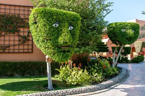 Human face pattern on tree head trunk with green background in Egypt Foto stock